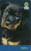2431  SP  10/04  Série Cães 2004 (05/10) Tir. 50.000 ICE 40C