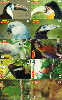 06769  PE  03/01  Série Aves ( 10 cartões ) Tir. 150.000 CSM 30C