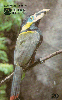72264  CE  11/97  Natureza Viva ( Tucaninho da Serra ) Tir. 10.000 Interp. 20C ( CHEIO )