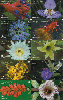 5023  PR  03/04  Flores Raras ( 10 cartões ) Tir. 2.000 Interp. 20C