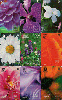 A-4  BT  02/00  Série Flores Perfumadas ( 9 Cartões ) Tir. 5.000 ICE 30C  ( C/ CARIMBO )