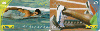 27871  CTBC  08/04  Olimpíadas 2004 ( 2 Cartões ) Tir. 140.000 ICE 40C