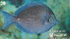 37346  TB  04/95  Peixes - BARBEIRO Interp. 20C ( 03 - 04/95 ) C/Nº **