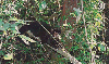 03312  SC  09/99  Preserve a Natureza (12/12)  Tir. 100.000 ICE 30C
