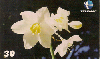 04685  RN  09/99  Eucharis Grandiflora  Tir. 70.000 CSM 30C