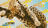 25228  CTBC  03/98  LEOPARDO  Tir. 10.000 CSM 20C