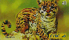 25883  CTBC  07/02  Felinos  ( 05/05 ) Tir. 360.000 Interp. 40C
