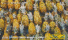 25963  CTBC  04/03  Frutas do Brasil ( 07/12 ) Tir. 250.000 ICE 40C