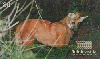 28116 DF 05/99  Lobo Guará Tir. 50.000 ICE 30C