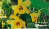 37463  TB  08/95  Orquídeas - Dendrobium Calciolaria CMB 50C ( 01 - 08/95 )