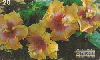 0341  RJ  11/98  Hibiscus Híbridos  (05/20) Tir.100.000 ABNC 20C