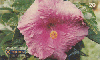 0348  RJ  11/98  Hibiscus Híbridos  (12/20) Tir.100.000 ABNC 20C