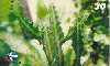 04678  RN  07/99  Cactus da Mata Atlântica  CMA I1  Tir. 50.000 CSM 30C
