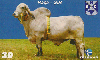06414  PE  11/00  Sociedade Nordestina de Criadores ( 03/10 ) Tir. 150.000 CSM 30C