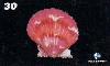 08104  AM  09/99  Conchas da Telemar ( 03/07 )  Tir. 30.000 ABNC 30C