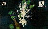 08713  RO  05/99  Bombacaceae ( 02/04 )  Tir. 120.000 CMB 20C