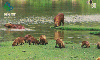 08779  RO  09/00  Capivara Tir. 50.000 CSM 30C
