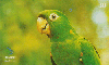 11697  MS  10/01  Dia Mundial do Animal 04 de Outubro  Tir. 150.000 ICE 30C