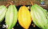 12566  RBA  11/00  Frutas ( 06/10 ) Tir. 175.000 ABNC 30C   ( Carimbo AL )