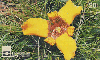 14036  GO  11/98  Flores do Cerrado Goiano B1 ( Bailarina )  Tir. 110.000 ICE 20C