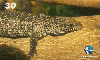 18474  CE  02/00  Tejo  Tir. 130.000 CSM 30C