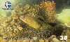 18503  CE  03/00  Peixes da Costa Cearense ( Moréia ) Tir. 100.000 CSM 30C