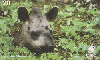 25103  CTBC  10/98  Mata Atlântica ANT B2 ( Anta ou Tapir ) Tir. 60.000 Interp. 20C