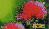 25901  CTBC  09/02  Flores do Cerrado Parte 1 ( 08/08 ) Tir. 150.000 Interp. 40C  ( C5584 )