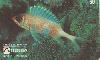 37364  TB  05/95  Peixes - JAGUARIÇA CMB 50C ( 01 - 05/95 )