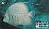 37410  TB  06/95  Peixes - FRADE Interp. 50C ( 01 - 08/95 ) C/Nº *