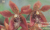 37734  TB  03/96  Orquídeas - Houletia Jurunensis CMB 50C ( 02 - 03/96 )