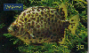 0814 SP 07/00 Peixes Ornamentais (Scatophagus Argus) Tir. 450.00