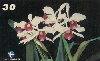 1289  RJ  01/01  Orquídeas Laelia purpurata  (01/10) Tir.200.000 ABNC 30C
