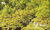 03299  SC  07/99  Preserve a Natureza (Mangue)  Tir. 100.000 ICE 60C