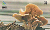 03337  SC  08/00  Série Cogumelos (03/04)  Tir. 50.000 ICE 30C
