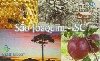 03862A  SC  06/04  São Joaquim - SC  Tir. 163.630  ICE 40C
