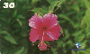 05349  PB  11/99  Série Flores Hibisco ( 07/15 )  Tir. 50.000 Interp. 30C