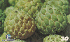 06380  PE/PB  09/00  Frutas Tropicais ( 05/12 )  Tir. 100.000 CSM 30C