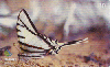 07091  AC  08/01  Borboleta ( acre )  Tir. 30.000 ICE 30C