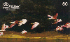 09568  MT  05/99  Pantanal ( Revoada de Colhereiro ) Tir. 100.000 ICE 60C