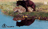 09604  MT  11/99  Fauna ( Onça Pintada OCA D1 ) Tir. 150.000 ICE 30C