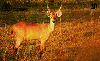 09610  MT  01/00  Fauna ( Cervo do Pantanal ) Tir. 250.000 ICE 30C