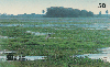 11513  MS  08/98  Pantanal Sul Matogrossense C2  Tir. 90.000 ABNC 50C