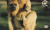 11536  MS  08/99  Pantanal ( Macaco Bugio )  Tir. 100.000 CMB 30C
