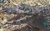 11604  MS  07/00  Série Pantanal ( Jacaré ) Tir. 150.000 CSM 30C