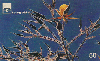 14012  GO  09/98  Flores do Cerrado  Tir. 140.000 ICE 50C