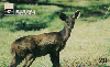 14032  GO  11/98  Animais do Cerrado Goiano  Tir. 110.000 ICE 20C