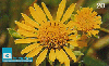 14099  GO  04/99  Flores do Cerrado ( Margarida do Campo ) Tir. 100.000 ICE 20C