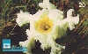 14102  GO  04/99  Flores do Cerrado ( Velame do Campo )  Tir. 100.000 ICE 20C