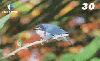 16178  BA  10/99  Aves da Bahia ( 08/20 ) Tir. 80.000 Interp. 30C